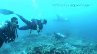 Arkhipelagos - We made friends with Giant Devil Rays! | Scuba Dive in Raja Ampat, Papua