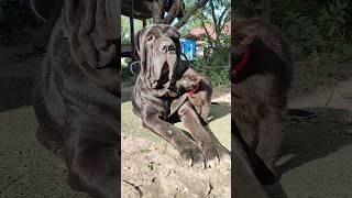 Неаполитанский мастиф Маля, приютила котэ./Neapolitan mastiff Malya, adopted a cat./#shorts