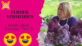 Flieder vermehren | Flieder für den Garten vermehren | Fliedertraum Teil 3/4