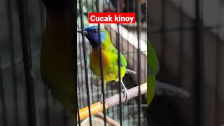 cucak kinoy gacor