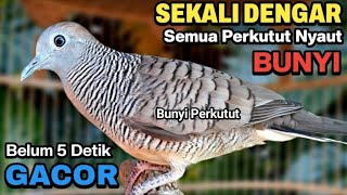 Perkutut lokal gacor JUARA PANCINGAN semua perkutut.