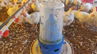 How to Control House Fly at Poultry Farm or Dairy Farm