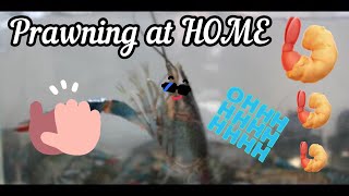 How to Prawn at home 在家里钓虾 | HOW TO Series | Crawfish