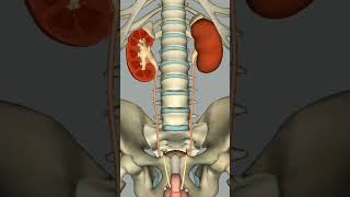 human skeleton system #shorts