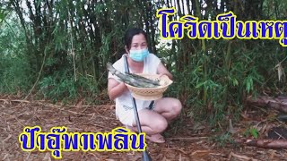 หาหน่อไม้ฝนตก | ป้าอุ๊พาเพลิน