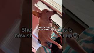 How can a dog make this sound? 💀 #chihuahua #dog #dogs