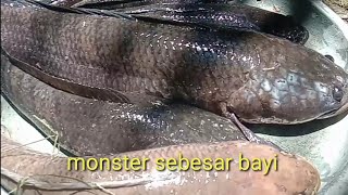 Monster ikan gabus sebesar bayi