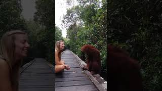 An orangutan Adorable #indonesia_orangutan_tours  #tanjungputingnationalpark #orangutan