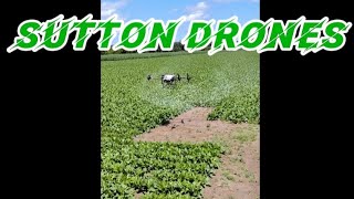 Drone spraying sugar beets