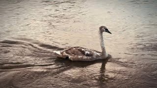 Worcester Floods 2024 - Dance of the Swans