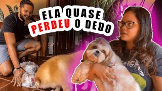 Cachorro ciumento!Cães que brigam por causa de atenção... Adestramento