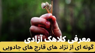 معرفی نژاد سیلوسایبین دار و سمی گونه کلاهک آزادی