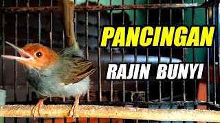 SUARA BERSIH PRENJAK GACOR EMOSI TOTAL | COCOK UNTUK MASTERAN & PANCINGAN PRENJAK MUDA BAHAN HUTAN