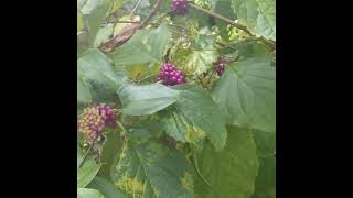 Green Anole On American Beautyberry