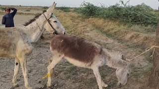 dКоні Ваговози.Жеребець на Паровку.Привезли лошицю з Бачача.Коні Тернопільщини,2024