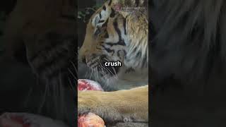 Wild Showdown: Grizzly vs Tiger Clash