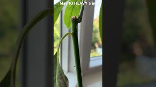 Avocado tree growth on June 25 after heavy trim on May 10 #avocadotree #avocadotrim #avocadogrowth