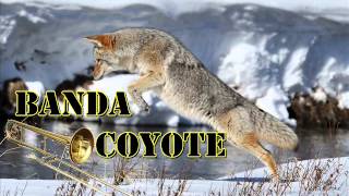 Sufriendo por ti - Banda Coyote