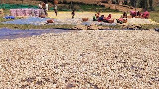 மார்கெட் டாப் பூண்டு | ooty garlic seeds