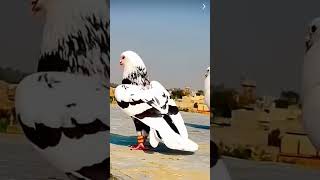 Karachi pigeon 🕊️ #pigeon #treinding like and subscribe 🕊️