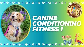 ROSE the DOG gets FIT! CCF1 | CANINE CONDITIONING FITNESS 1 DMWYD | Rose the English Shepherd Dog