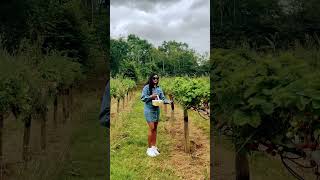 #strawberrypicking #cotswoldvillages #strawberryfarm