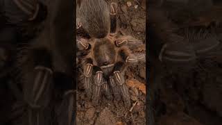 Unholy 🕸️🕷️#stripedkneetarantula #tarantula #spider #aphonopelmaseemanni #costaricanzebra