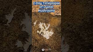 Oyster Mushroom 2-Day Timelapse