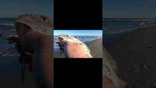 Surf Fishing Surprise #shorts #fishing