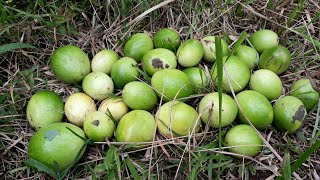 Ciri-ciri Buah Markisa Matang / Masak & Siap Dipanen