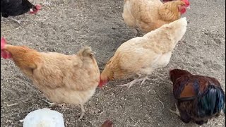 Snack Time On The Farm