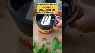 തെർമോക്കോൾ ഉണ്ടോ??മുല്ല ചട്ടിയിൽ തിങ്ങി നിറയും /poppy vlogs