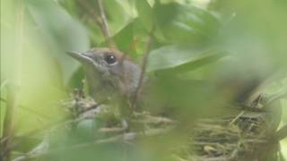 Nestbau Endphase Pärchen Mönchsgrasmücke blackcap Müritz Nationalpark Speck Sylvia atricapilla