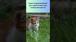 Gatti e Erba Segreti e Curiosità  #shorts #amicifelini #curiosità #cat #cute