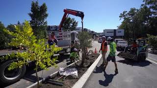 Arana Hills - Olive Tree Installation