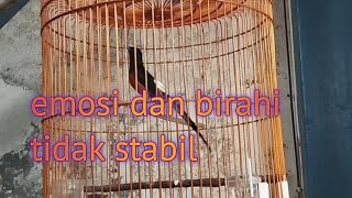 mantau emosi dan birahinya murai pastol murai pastol pasti ikut nyaut