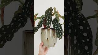 Descubre la Magia de la Begonia Maculata 🌺 5 Motivos para Enamorarte de Ella | Urbangreen 🌿