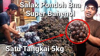 Salak Pondoh Super Bahenol Montok Padat Berisi