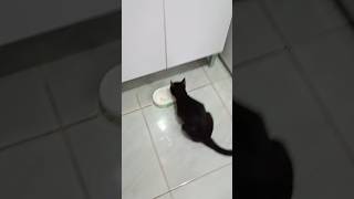 PENÉLOPE TOMANDO SEU CAFÉ DA MANHÃ #youtubeshorts #shorts #cat