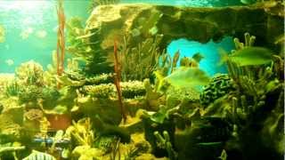 Oceanarium / (val)Liam - Pacific ᴴᴰ