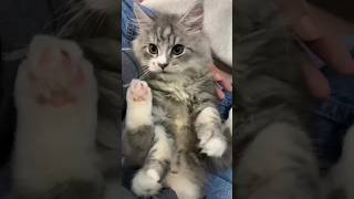 Funny cute cats #Cats #Shorts #viral #gaming #videoshorts