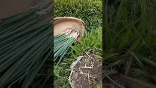 Panen Daun Bawang || Harvest Leeks