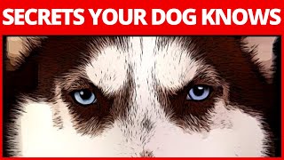 10 Big Secrets Your Dog Knows About You