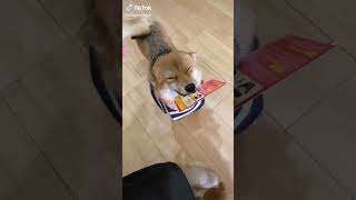 Mom backkkkkk hommme😊😊 #shibainu #doggy #pet #dog #dogsofttiktok #fyp