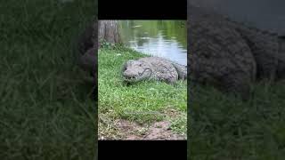 Serupa Tapi Tak Sama #shortvideo #buaya #aligator