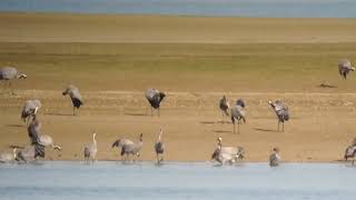 Grues cendrées au Lac du Der (14 octobre 2024)