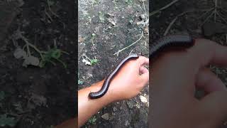 Millipede Pets#shorts#millipede .