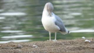 California Gull