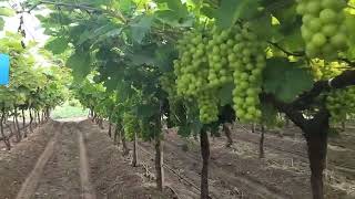 Grapes Started 2024