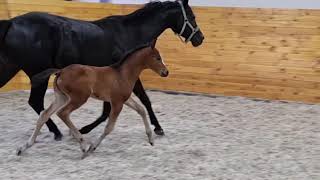 Sagrada Heinrich filly by Sir Heinrich OLD *2021